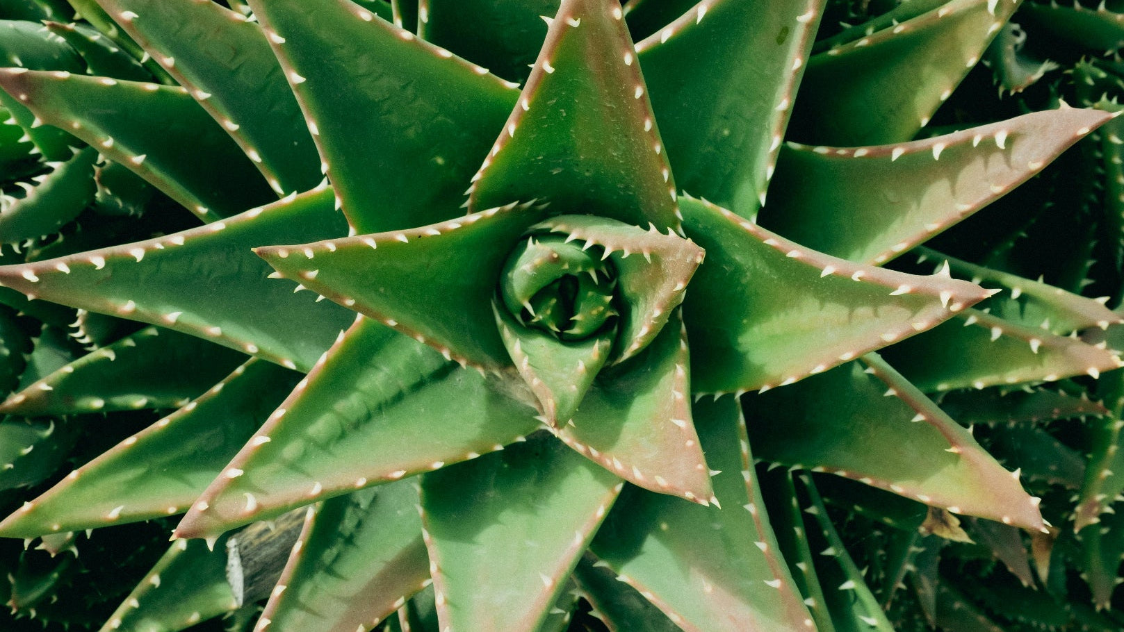 L'aloe vera, l'alli de vos compagnons pour une bonne digestion