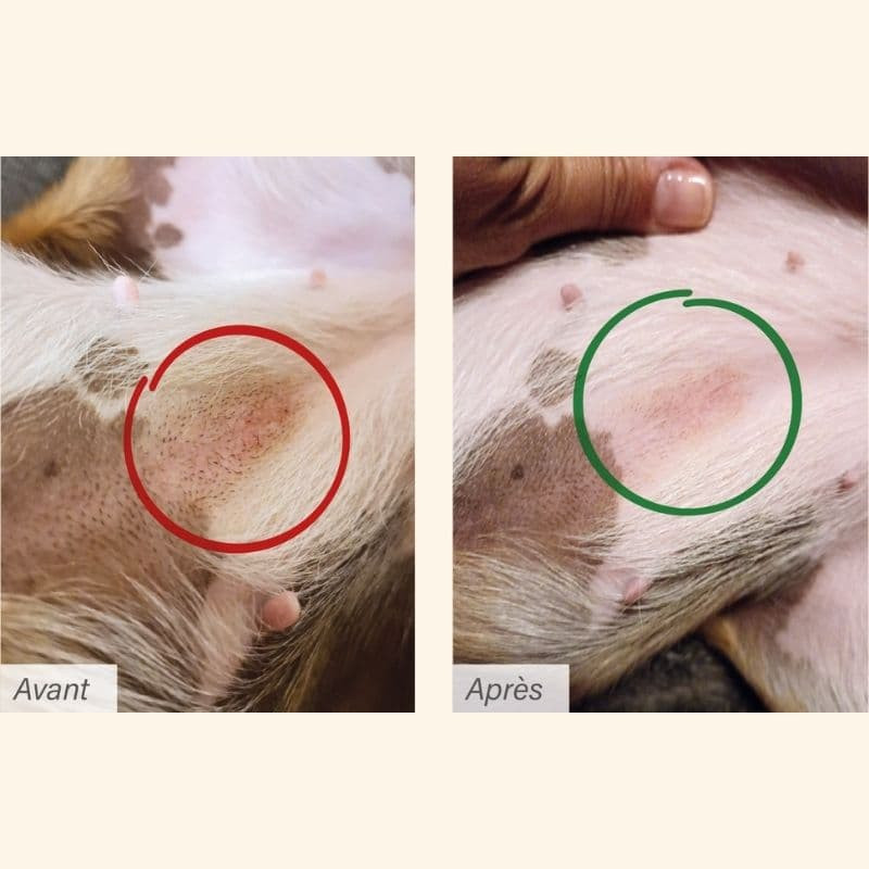  Dermato | Chien ayant des troubles cutanésPro-Nutrition Flatazor 4