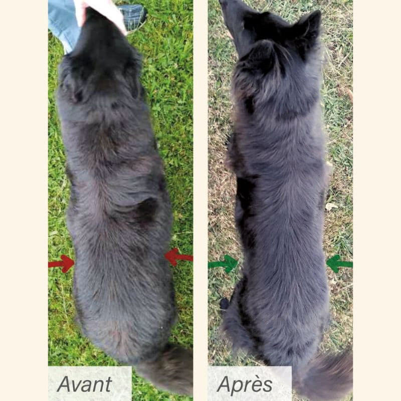  Obesité | Chien en surpoids ou obèsePro-Nutrition Flatazor 4