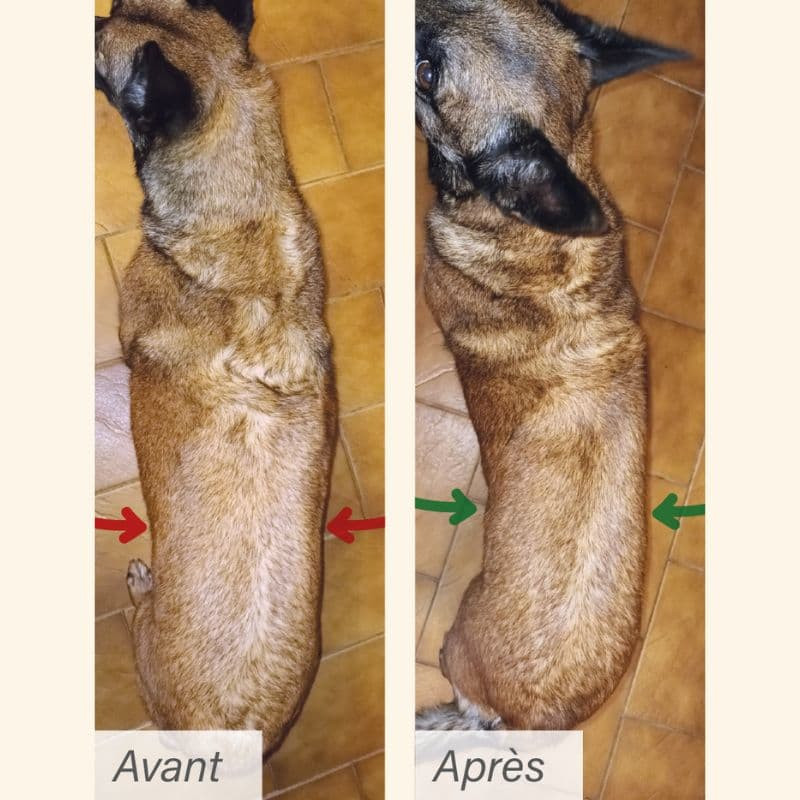  Obesité | Chien en surpoids ou obèsePro-Nutrition Flatazor 5