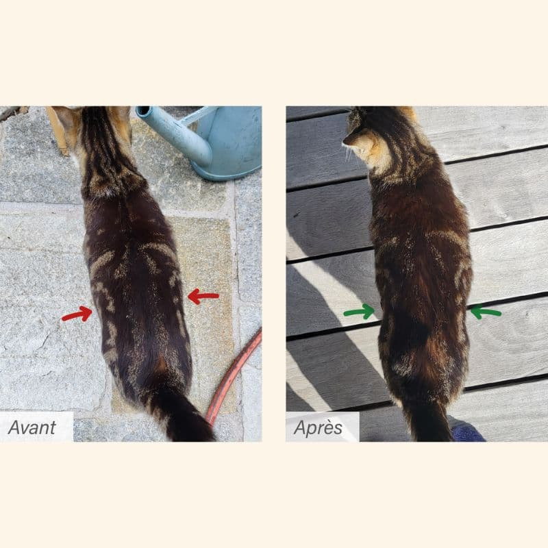  Obesité | Chat en surpoids ou obèsePro-Nutrition Flatazor 3