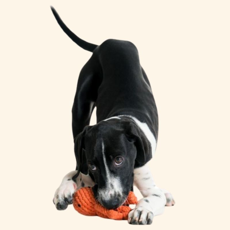  Jouet pieuvre pour chien 2