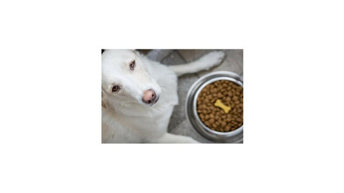 Pourquoi donner des croquettes sans céréales à un chien stérilisé ou en surpoids ?