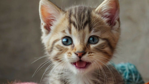 Prénom de chat en B 2026 : idées de noms tendance pour chatons et félins