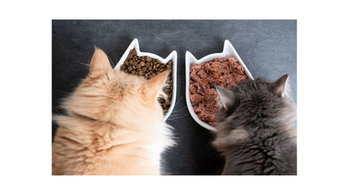 La bi-nutrition chez les chats : Comment combiner les aliments secs et humides !