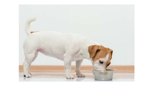 Existe-t-il des croquettes sans céréales adaptées aux petites races de chiens ?