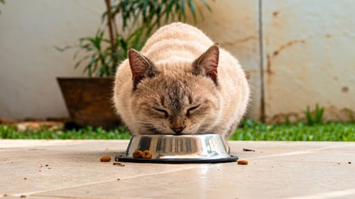 Alimentation chat senior : comment nourrir son chat âgé ?