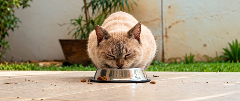 Alimentation chat senior : comment nourrir son chat âgé ?