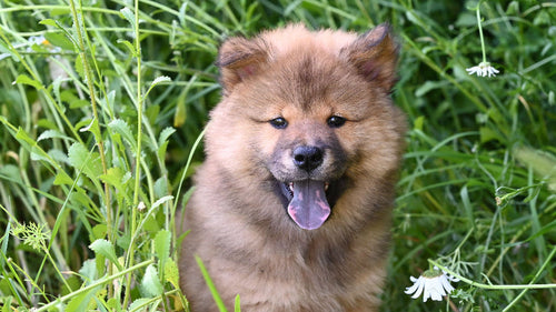 Chiot au pelage fauve assis dans l'herbe, illustrant les croquettes sans céréales pour chien.