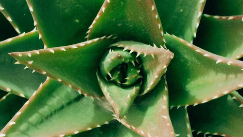L'aloe vera, l'allié de vos compagnons pour une bonne digestion