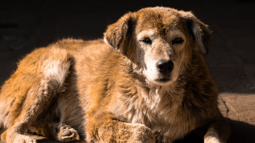 Arthrose chez le chien : symptômes et soulagement