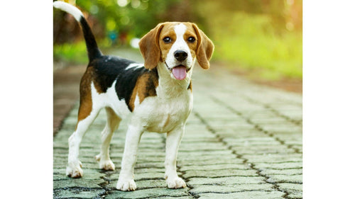 LE BEAGLE, LE CHIEN TRICOLORE ANGLAIS