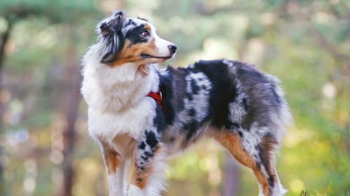 Le berger australien, le chien préféré des français