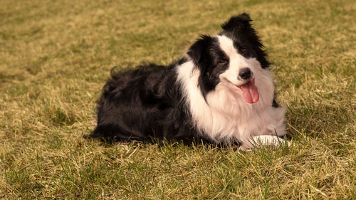 Border Collie : caractère, alimentation, santé et conseils pour bien s'en occuper