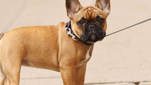 Tout savoir sur le Bouledogue Français : Caractère, Santé et Alimentation