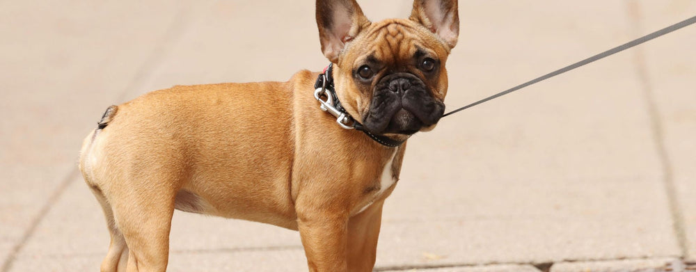 Tout savoir sur le Bouledogue Français : Caractère, Santé et Alimentation