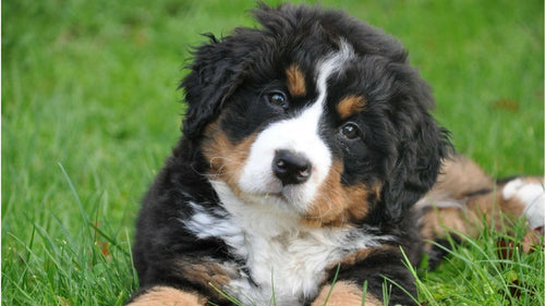 Le Bouvier Bernois un chien Suisse