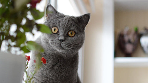 British shortair : tout savoir sur ce chat peluche !