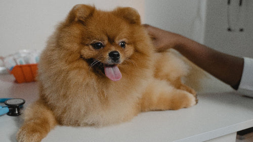 Castration du chien : âge idéal, bénéfices, risques et prix