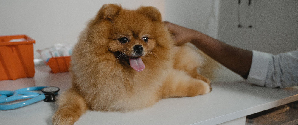 Castration du chien : âge idéal, bénéfices, risques et prix