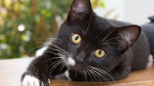 Pourquoi donner des croquettes sans céréales à son chat et comment bien les choisir ?
