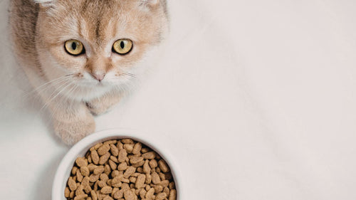 Où trouver de bonnes croquettes sans céréales pour chat ?