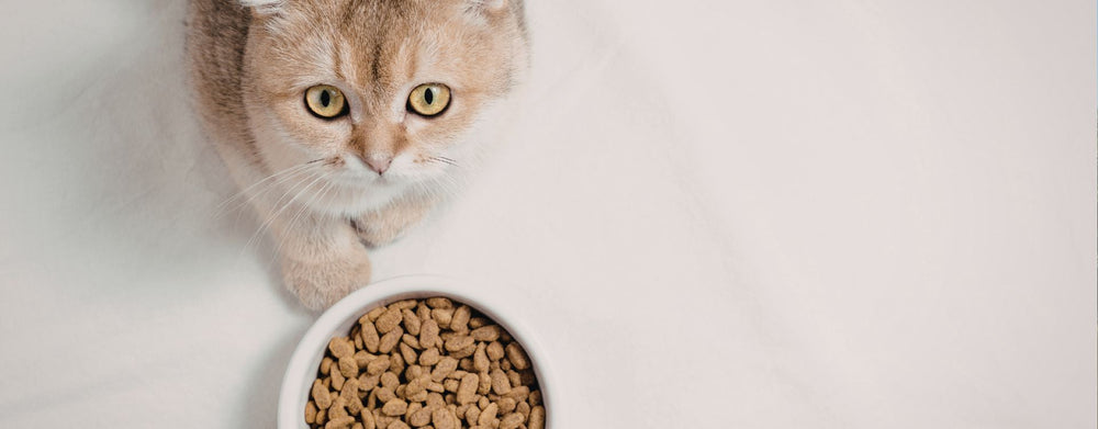 Où trouver de bonnes croquettes sans céréales pour chat ?