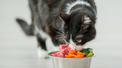 Est-ce- bon de donner de la courgette à votre chat pour l’aider à maigrir ?