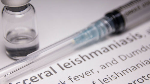 Leishmaniose chez le chat : Quels symptômes et quel traitement ?