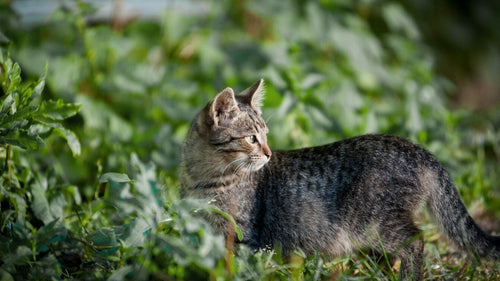Que mange réellement un chat à l’état sauvage ?