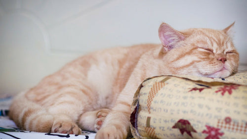 Combien de temps dort un chat normalement ?