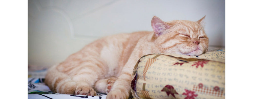 Combien de temps dort un chat normalement ?