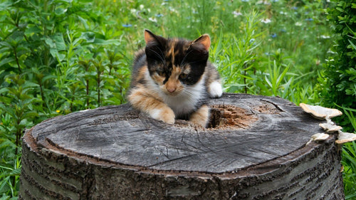 Mon chat peut-il manger des champignons ?