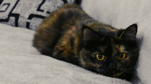 Tout savoir sur la robe “écaille de tortue” chez le chat