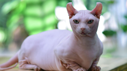 Chat spynx : Origines, caractère et santé d'un chat atypique