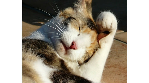 Toilettage du chat : comment toiletter son chat ?