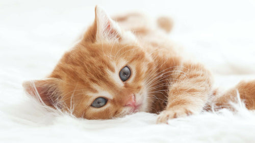 Idées Prénoms Chat 2025 : + de 100 prénoms commençant par A
