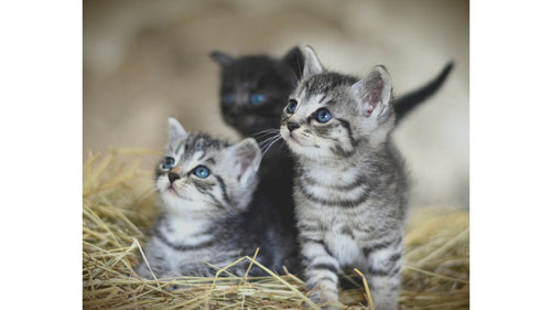 Croquettes sans céréales pour chatons : peuvent-ils en manger ?