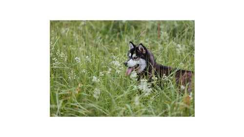Aliments sans céréales : des croquettes pour chien sans gluten ?