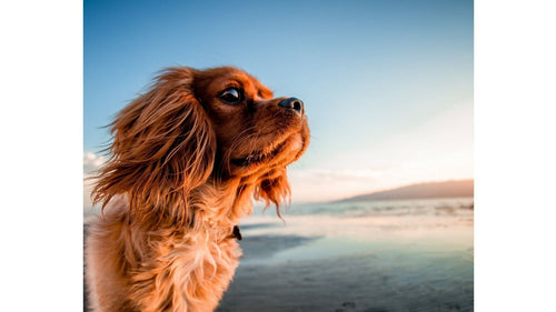 Dans quel cas éviter les céréales pour les chiens ?