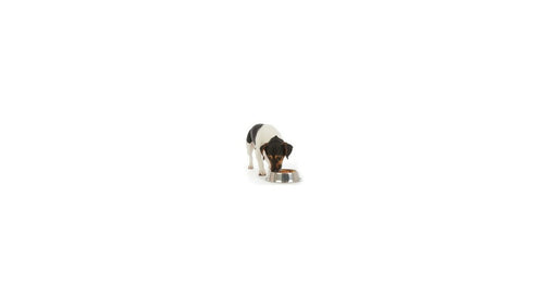 Croquettes sans céréales pour chien : tout savoir