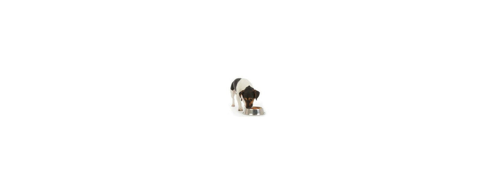 Croquettes sans céréales pour chien : tout savoir