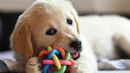 Prénoms de chiens 2025 : toutes les idées de prénoms qui commencent par A
