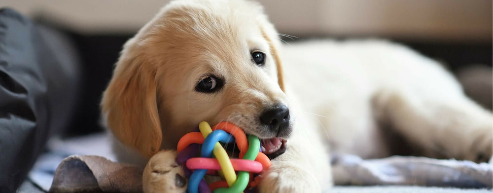 Prénoms de chiens 2025 : toutes les idées de prénoms qui commencent par A