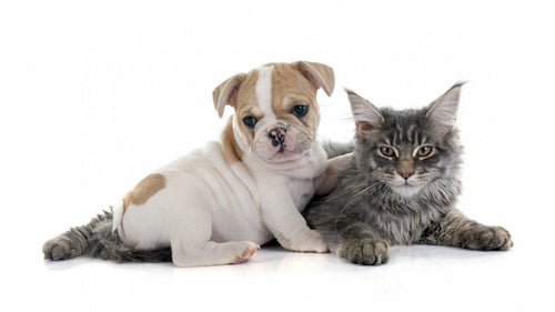 Causes et traitement de la diarrhée chez le chien.