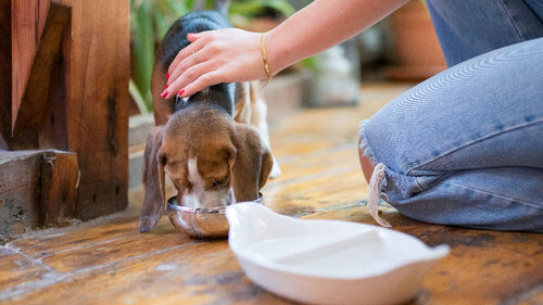 hiot Beagle mangeant ses croquettes sous la surveillance de son propriétaire.