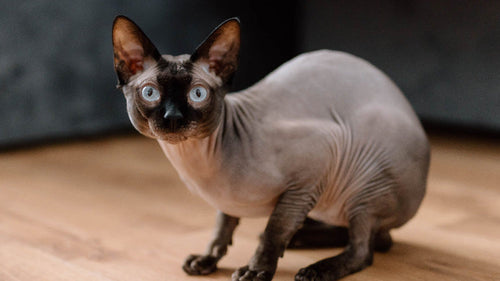 Chat Donskoy au pelage nu et aux grands yeux bleus dans un intérieur lumineux.