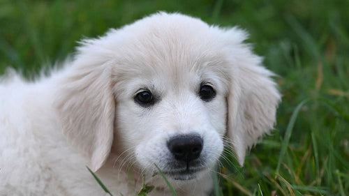 Existe-t-il des croquettes sans céréales adaptées aux petites races de chiens ?