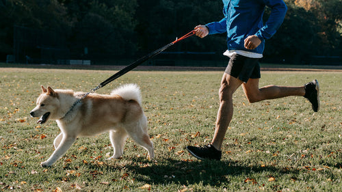 Faire du sport avec son chien : bénéfices pour sa santé et la vôtre