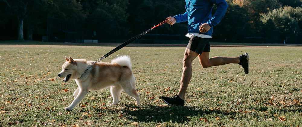 Faire du sport avec son chien : bénéfices pour sa santé et la vôtre
